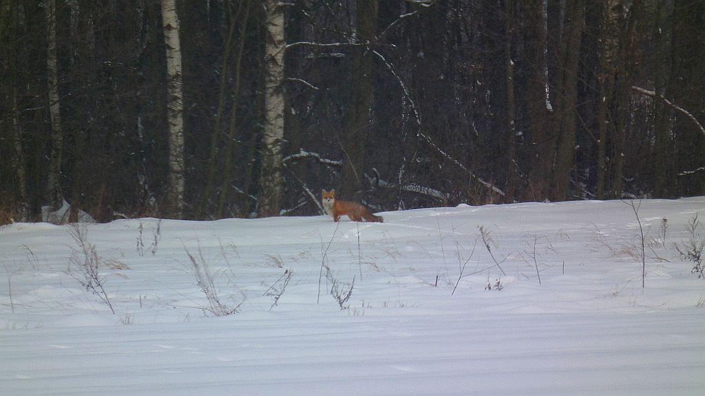 Lis, lis pospolity, lis rudy (Vulpes vulpes)