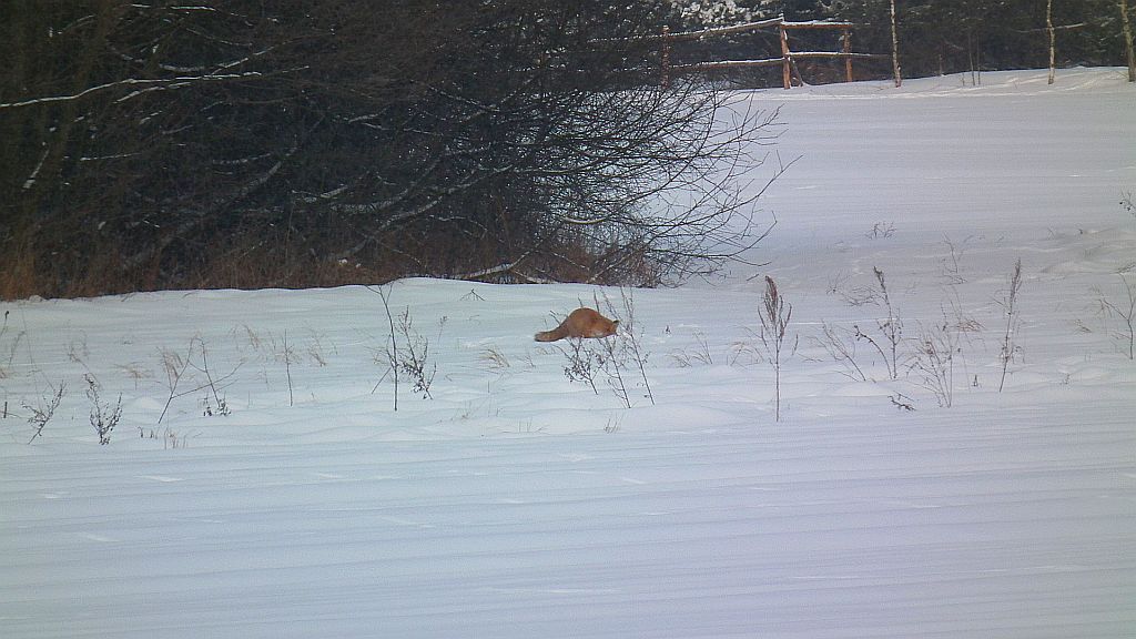 Lis, lis pospolity, lis rudy (Vulpes vulpes)