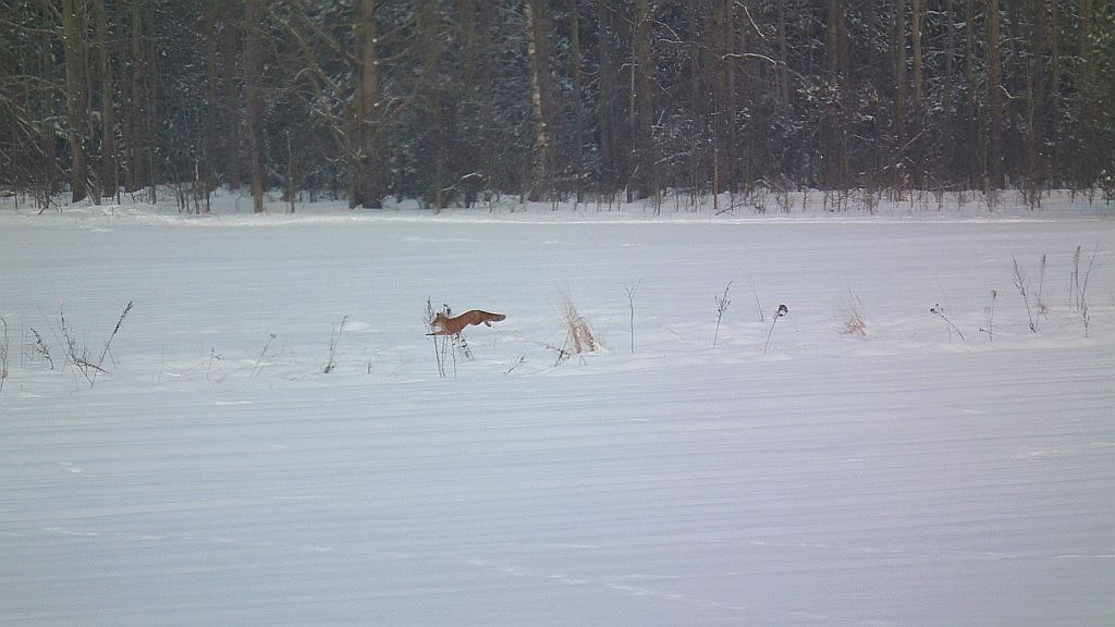 Lis, lis pospolity, lis rudy (Vulpes vulpes)