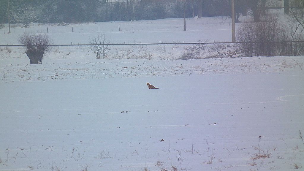 Lis, lis pospolity, lis rudy (Vulpes vulpes)