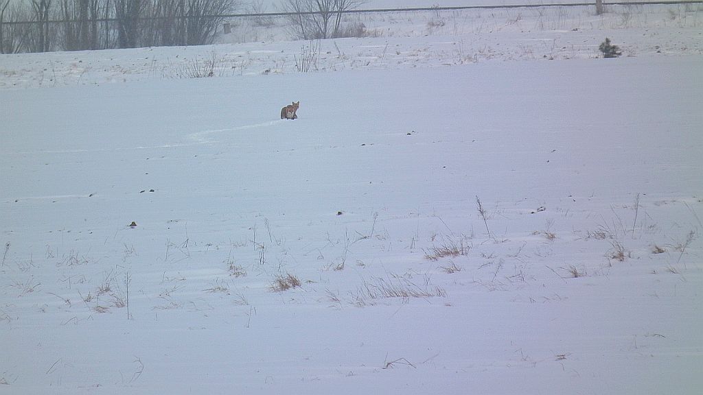 Lis, lis pospolity, lis rudy (Vulpes vulpes)