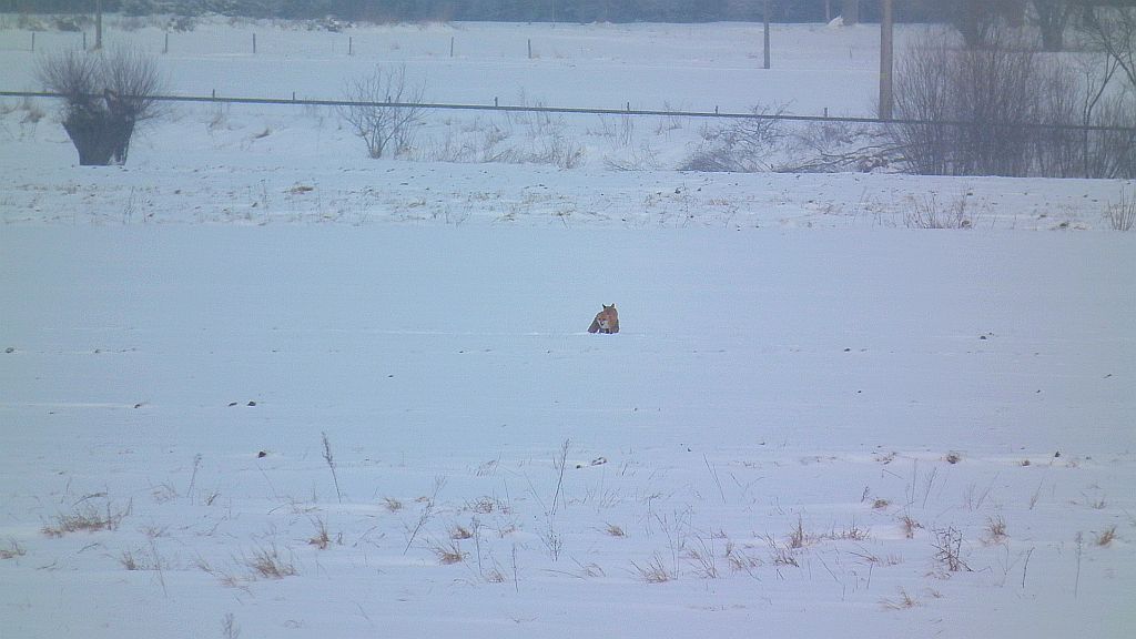 Lis, lis pospolity, lis rudy (Vulpes vulpes)