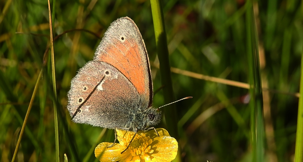 Strzępotek soplaczek (Coenonympha tullia)