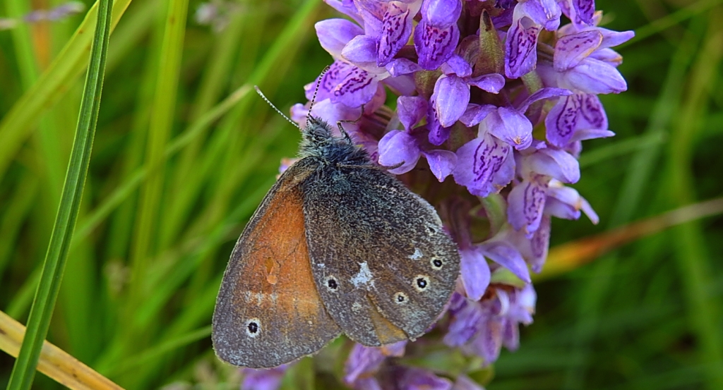 Strzępotek soplaczek (Coenonympha tullia)