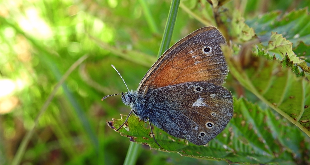 Strzępotek soplaczek (Coenonympha tullia)