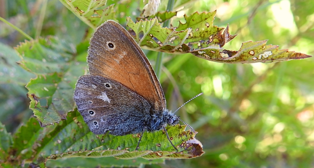 Strzępotek soplaczek (Coenonympha tullia)