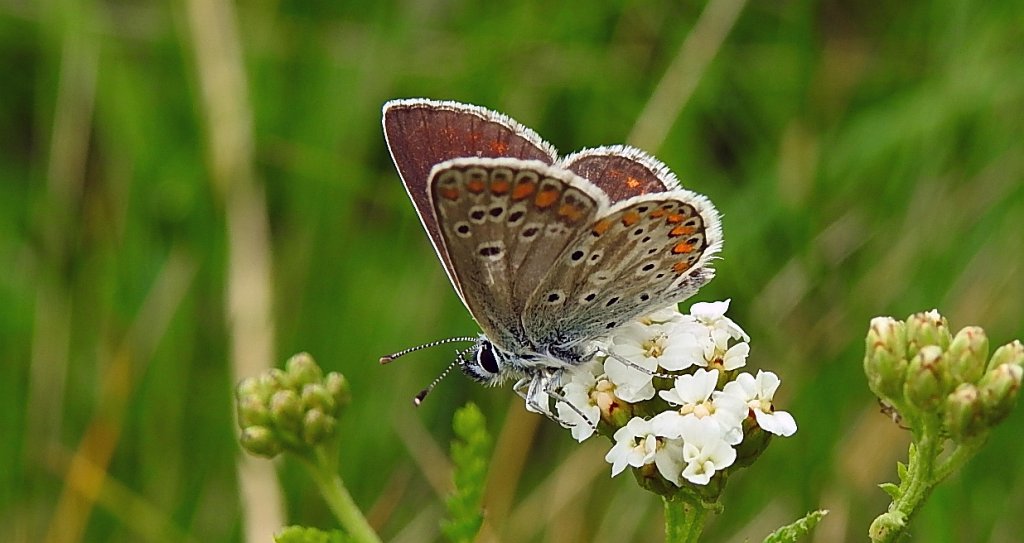 Modraszek artakserkses (Aricia artaxerxes)