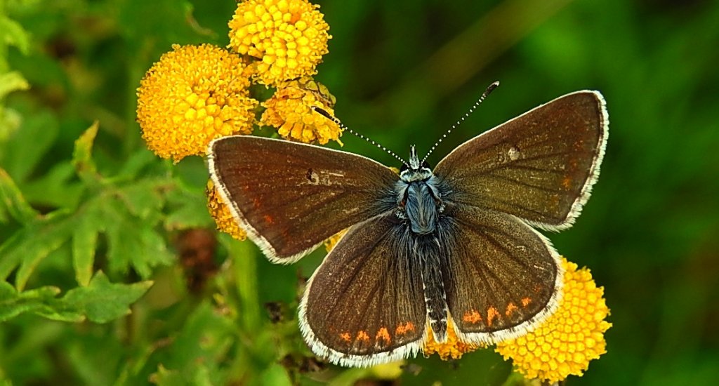 Modraszek artakserkses (Aricia artaxerxes)