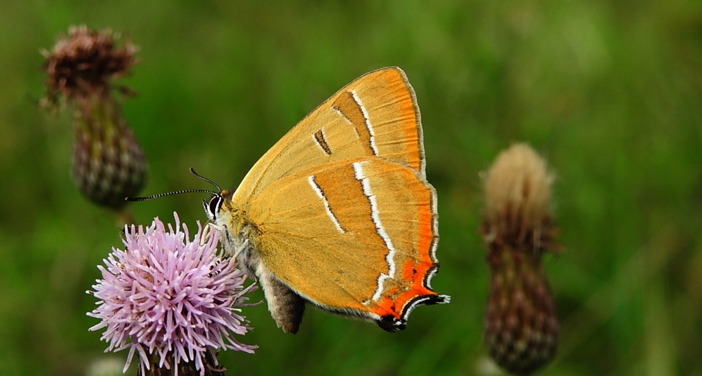Pazik brzozowiec (Thecla betulae)