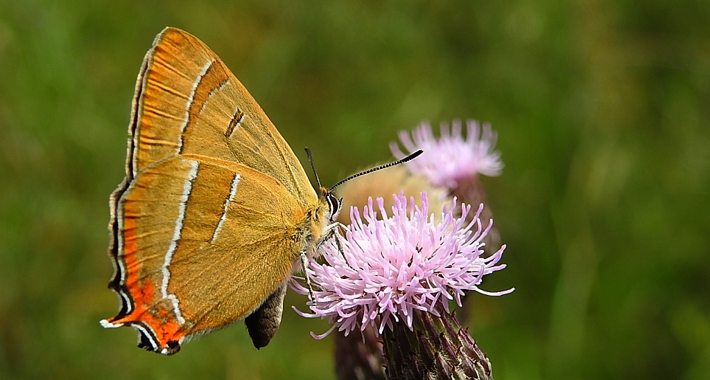 Pazik brzozowiec (Thecla betulae)