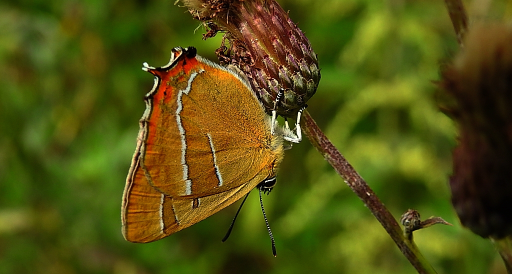 Pazik brzozowiec (Thecla betulae)