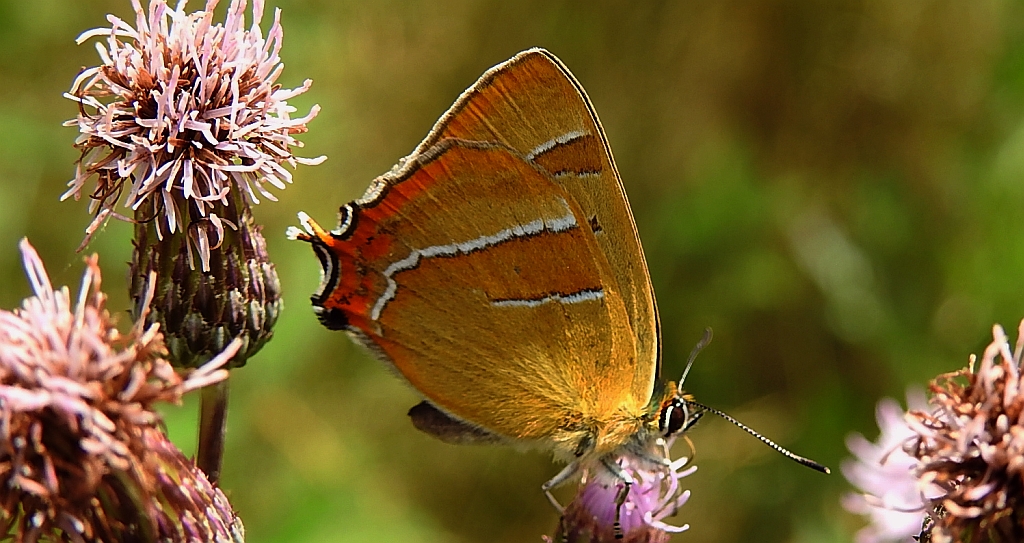Pazik brzozowiec (Thecla betulae)