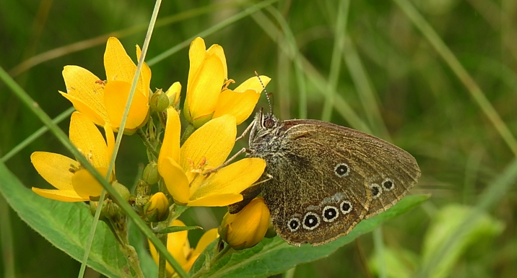 Strzępotek edypus (Coenonympha oedippus)