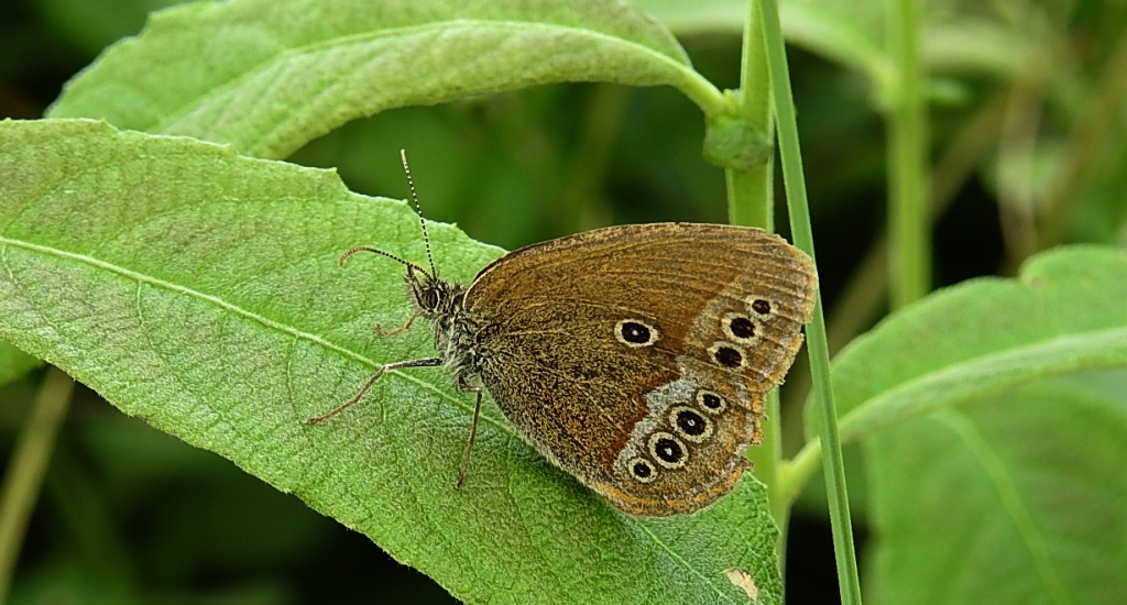 Strzępotek edypus (Coenonympha oedippus)
