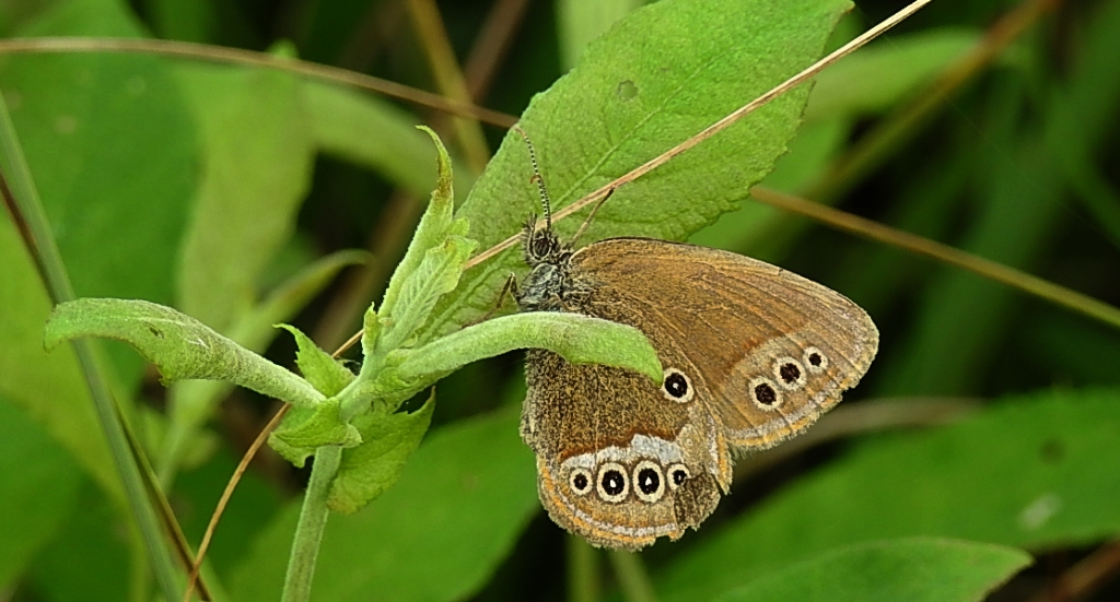 Strzępotek edypus (Coenonympha oedippus)