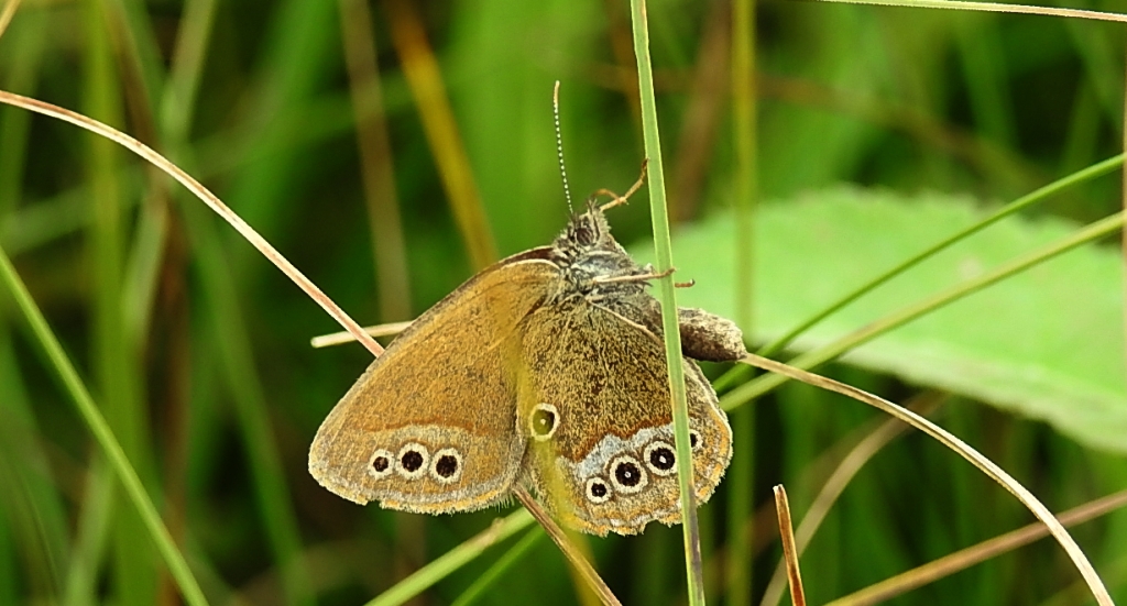 Strzępotek edypus (Coenonympha oedippus)