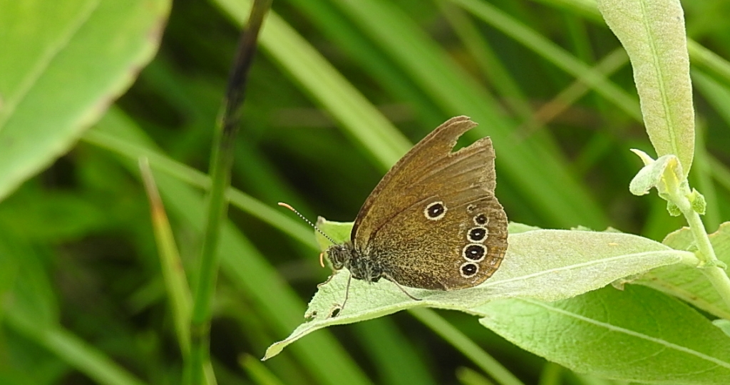 Strzępotek edypus (Coenonympha oedippus)