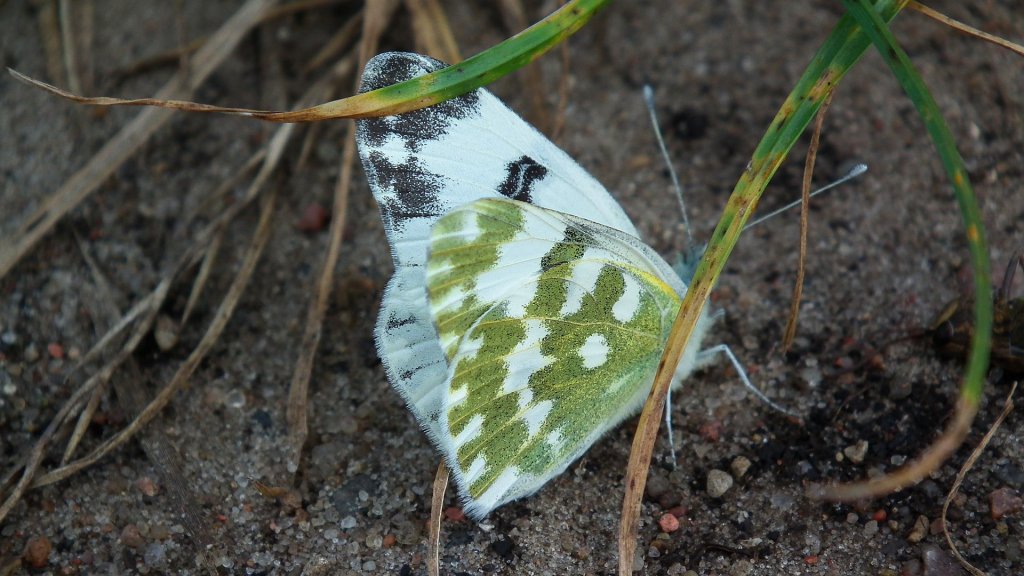 Bielinek rukiewnik (Pontia edusa)