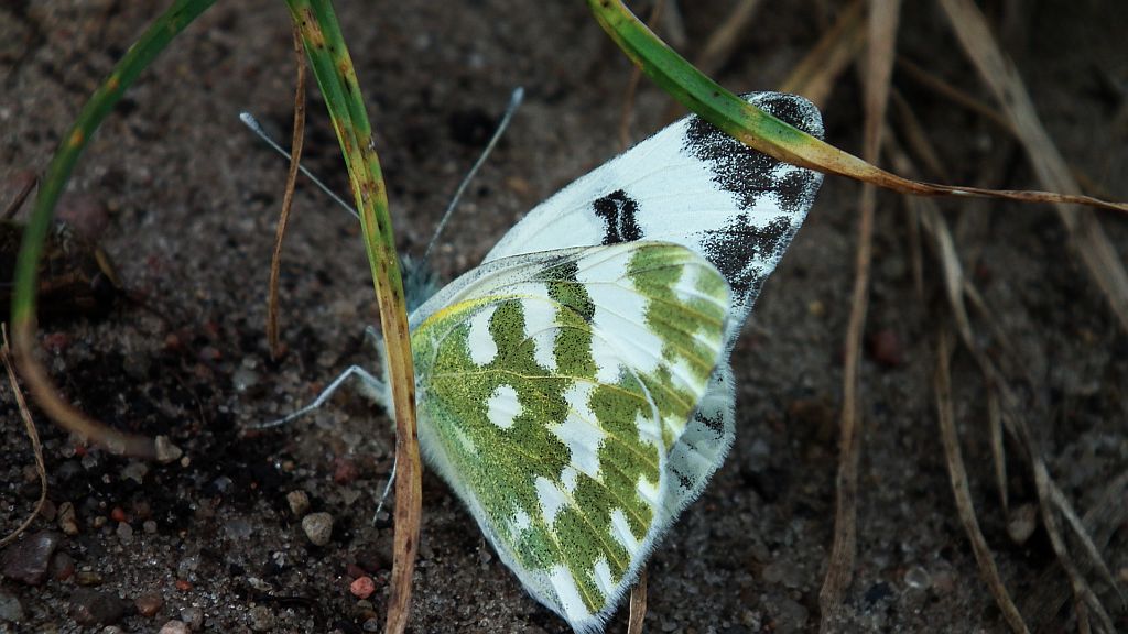 Bielinek rukiewnik (Pontia edusa)