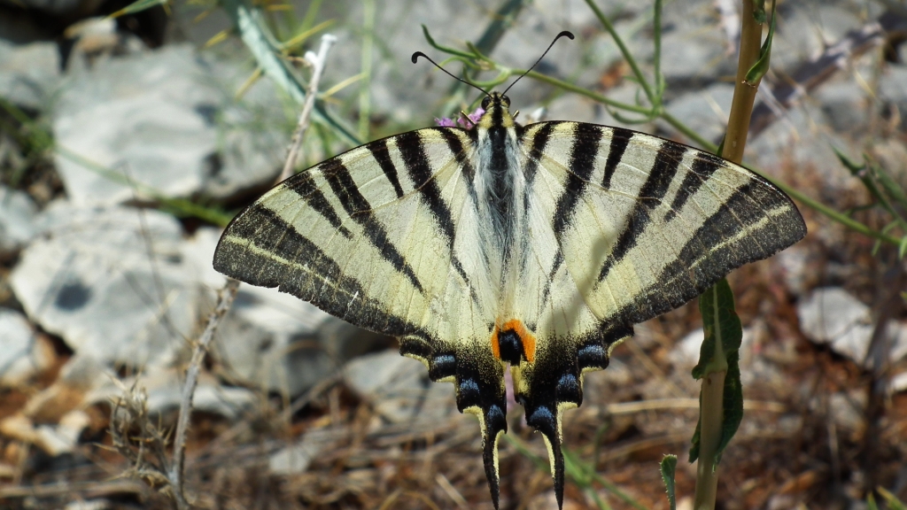 Paź żeglarz, witeź żeglarz, żeglarek (Iphiclides podalirius syn. Papilio podalirius)