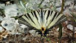 Paź żeglarz, witeź żeglarz, żeglarek (Iphiclides podalirius syn. Papilio podalirius)