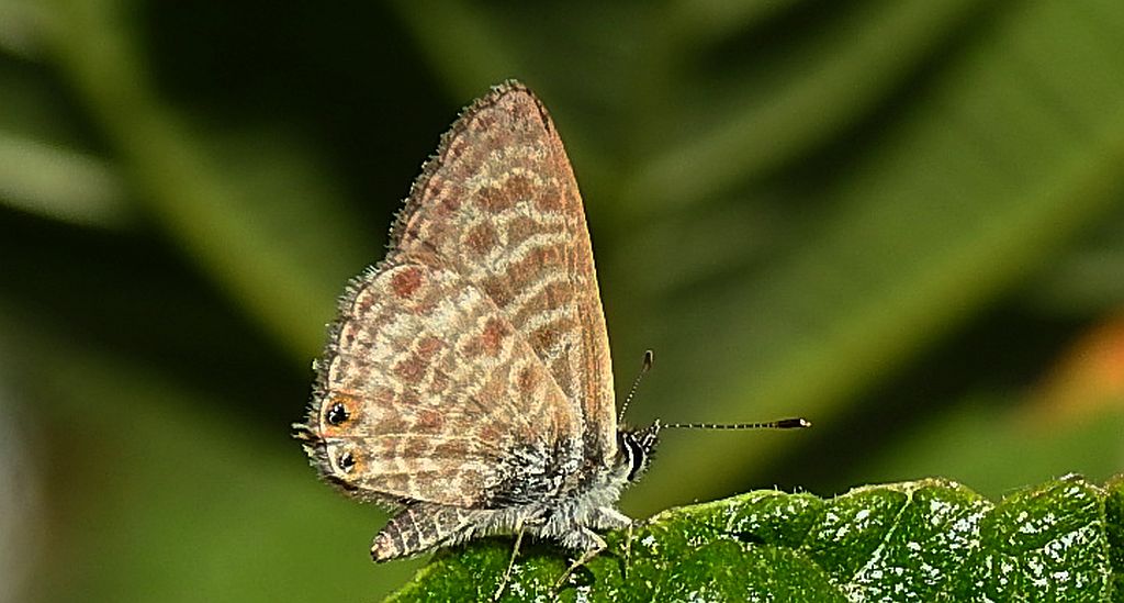 Modrogończyk wędrowiec (Leptotes pirithous)