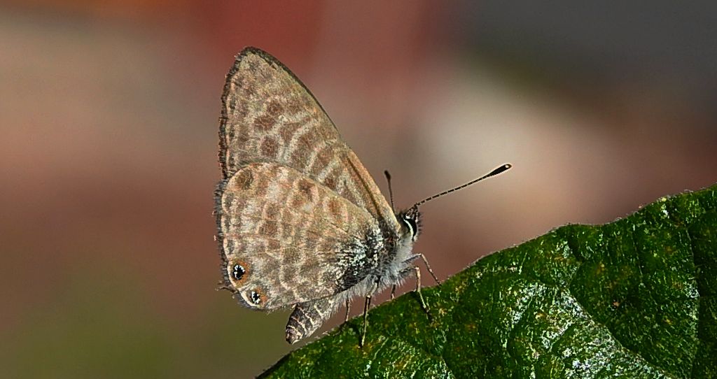 Modrogończyk wędrowiec (Leptotes pirithous)