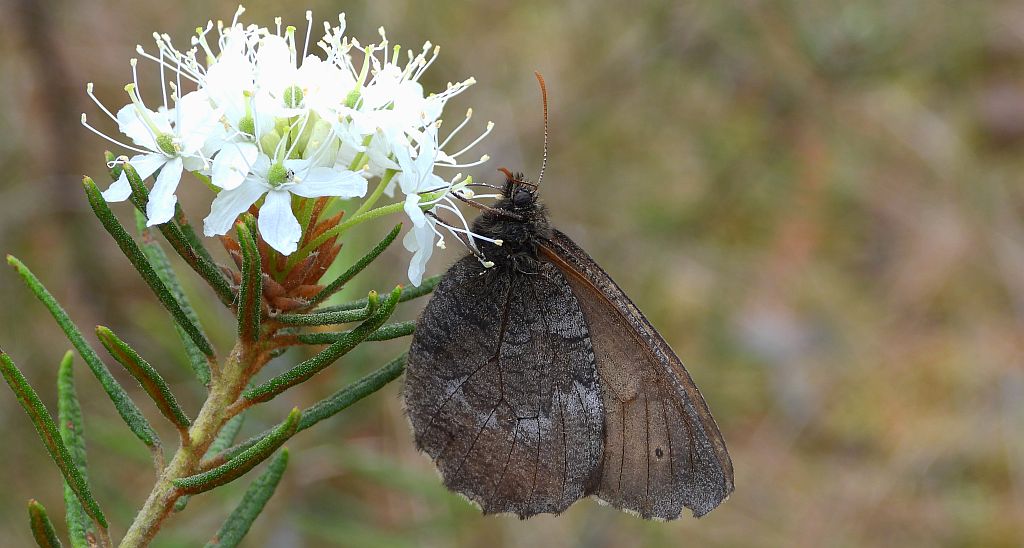 Mszarnik jutta, skalnik arktyczny  (Oeneis jutta)