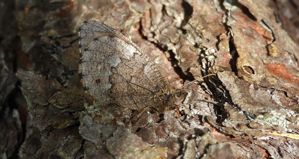 Mszarnik jutta, skalnik arktyczny  (Oeneis jutta)
