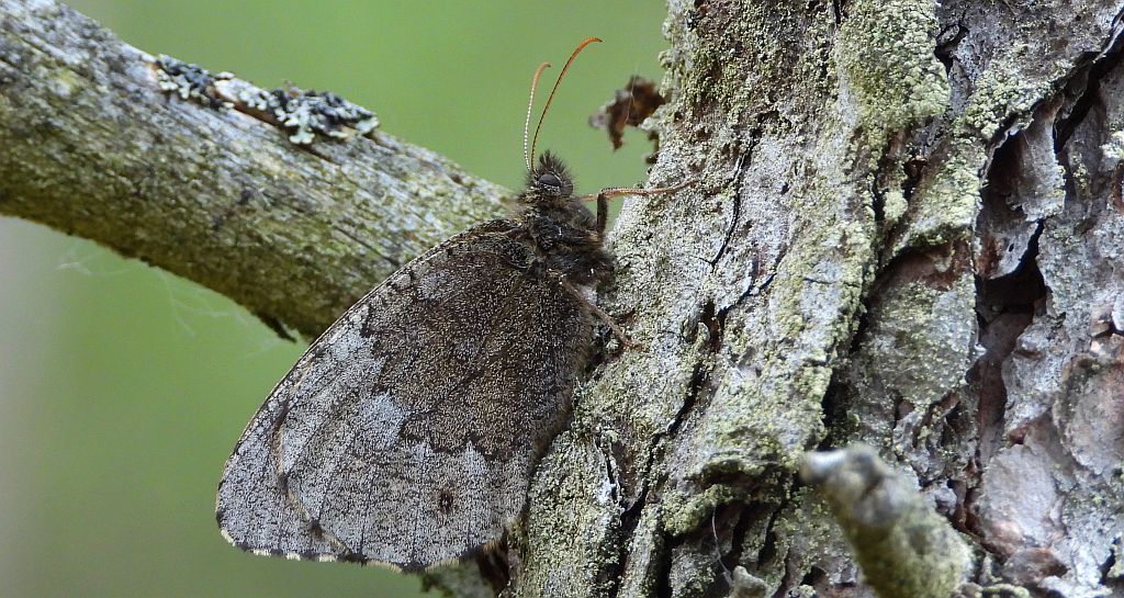 Mszarnik jutta, skalnik arktyczny  (Oeneis jutta)