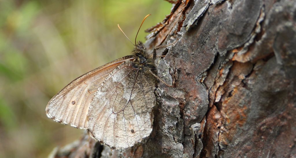 Mszarnik jutta, skalnik arktyczny  (Oeneis jutta)