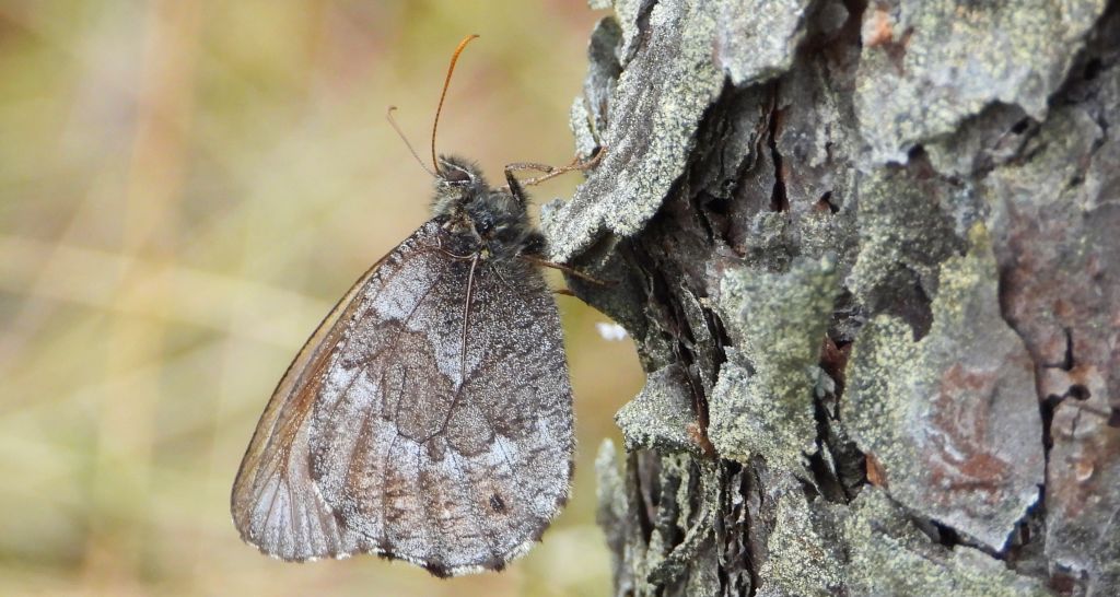 Mszarnik jutta, skalnik arktyczny  (Oeneis jutta)