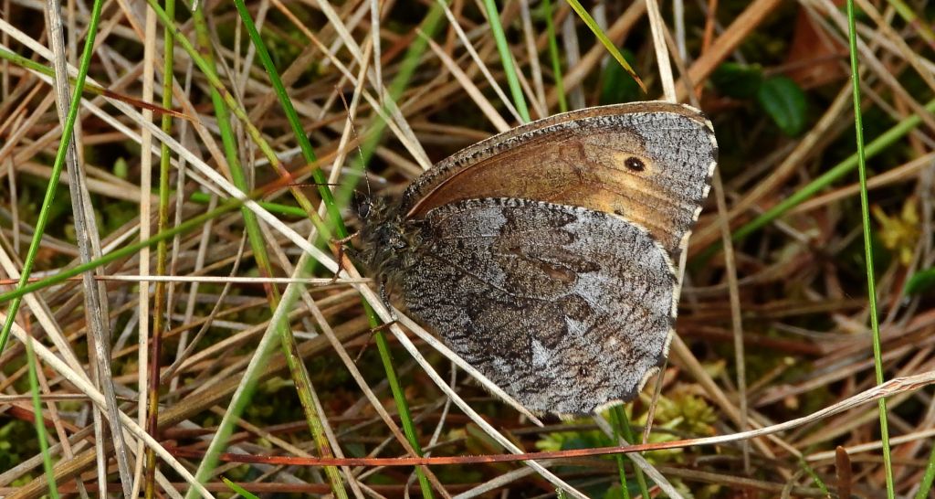 Mszarnik jutta, skalnik arktyczny  (Oeneis jutta)