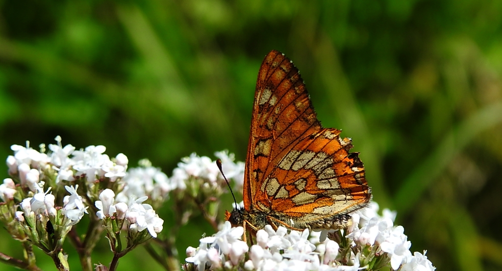 Przeplatka maturna (Euphydryas maturna)