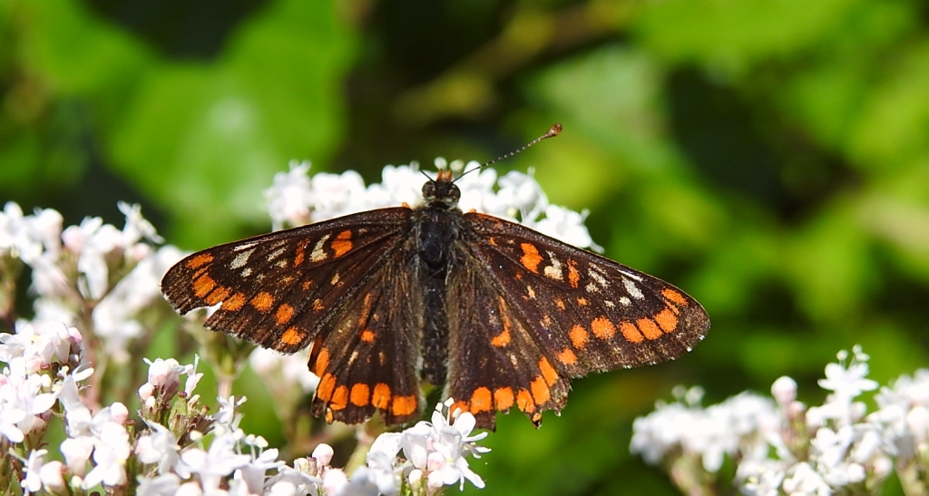Przeplatka maturna (Euphydryas maturna)