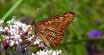 Przeplatka maturna (Euphydryas maturna)