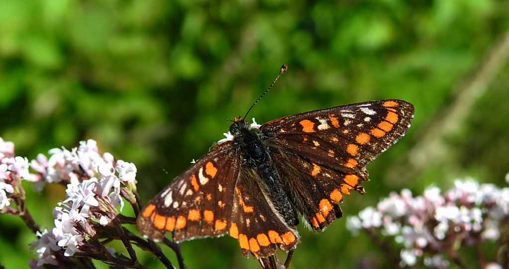 Przeplatka maturna (Euphydryas maturna)
