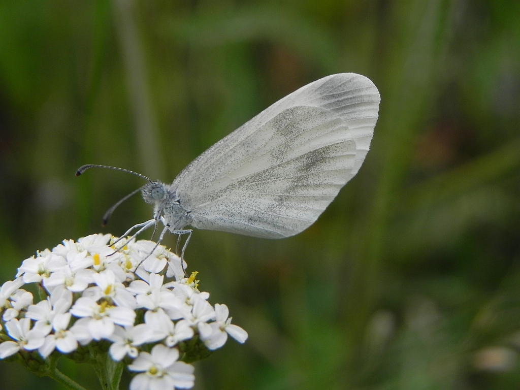 Wietek gorczycznik (Leptidea sinapis)