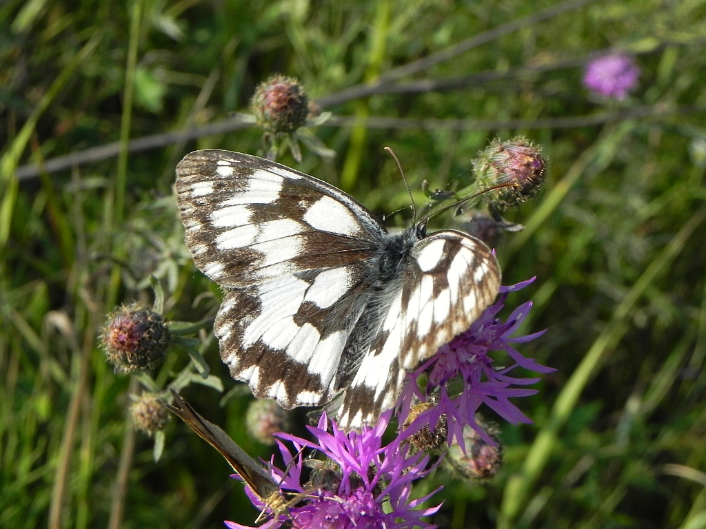 Polowiec szachownica (Melanargia galathea syn. Agapetes galathea)