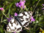 Polowiec szachownica (Melanargia galathea syn. Agapetes galathea)
