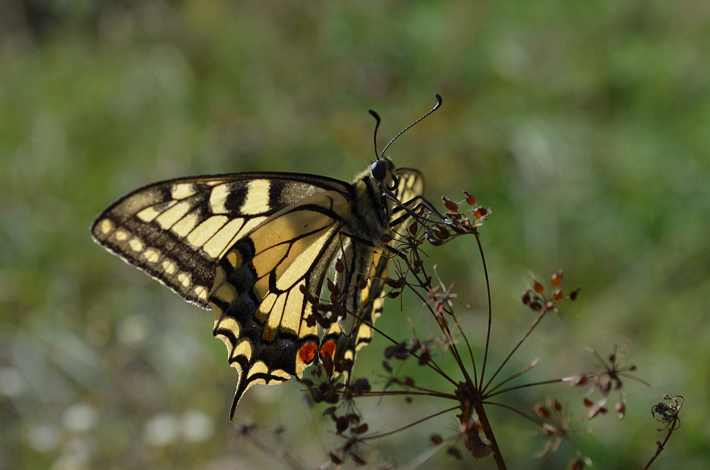 Paź królowej (Papilio machaon)