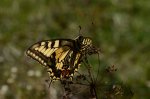 Paź królowej (Papilio machaon)