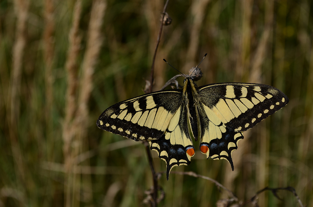 Paź królowej (Papilio machaon)