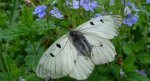 Niepylak mnemozyna (Parnassius mnemosyne)