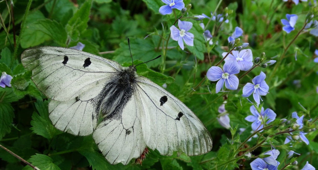 Niepylak mnemozyna (Parnassius mnemosyne)