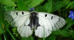 Niepylak mnemozyna (Parnassius mnemosyne)