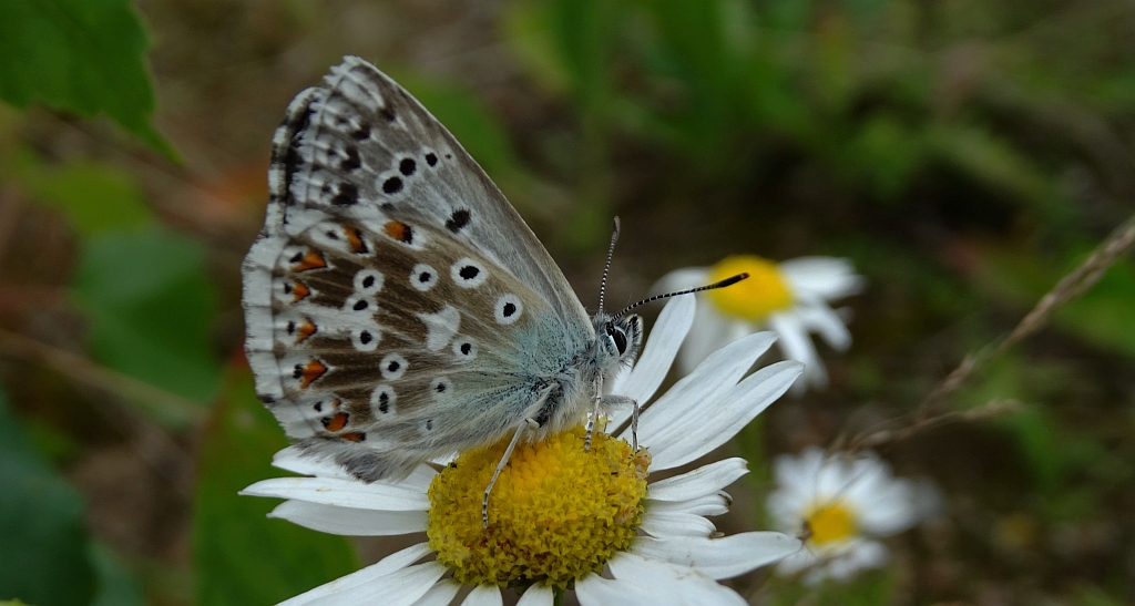 Modraszek korydon (Polyommatus coridon)