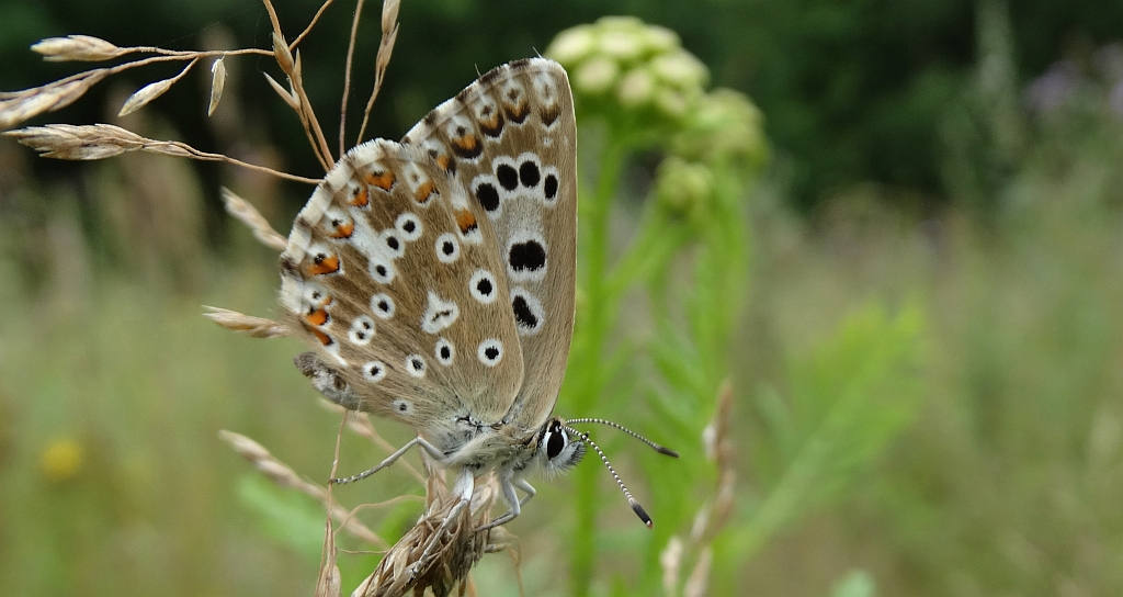 Modraszek korydon (Polyommatus coridon)