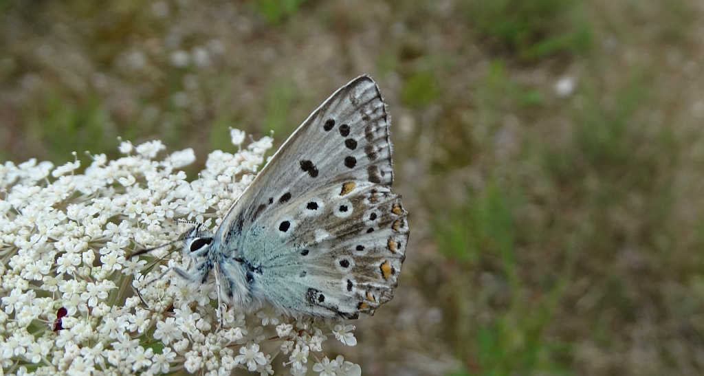 Modraszek korydon (Polyommatus coridon)