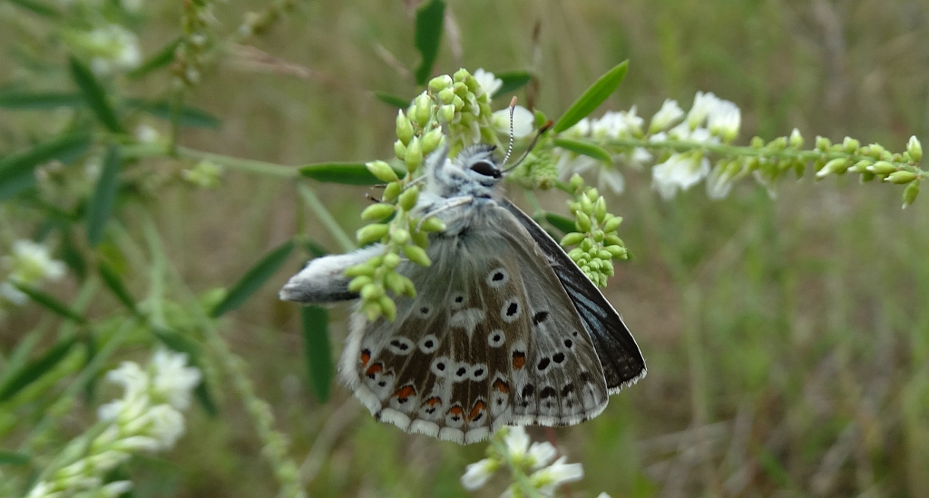 Modraszek korydon (Polyommatus coridon)